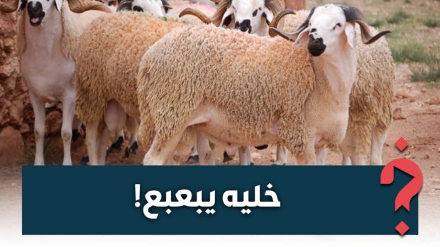 الحولي دار الگرون.. حملة “خليه يبعبع” تجتاح مواقع التواصل! (صور)