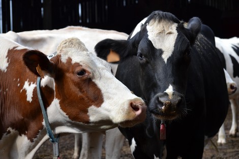 لمواجهة تداعيات ندرة المياه.. الحكومة توقف رسوم استيراد الأبقار الأليفة