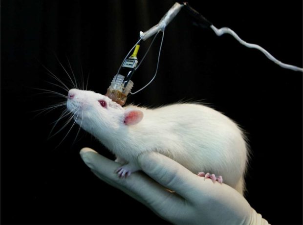 لدراسة الاضطرابات النفسية.. زرع خلايا دماغية بشرية لدى الفئران