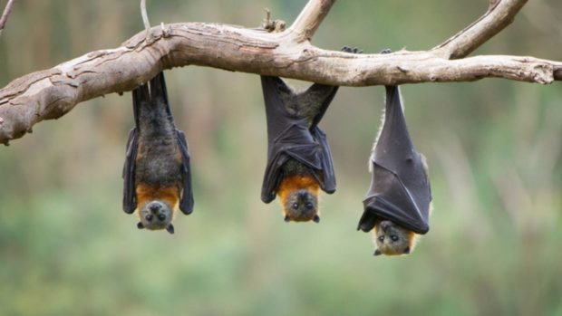 يا ربي السلامة.. علماء يحذرون من فيروس جديد ينتقل من الخفافيش إلى البشر