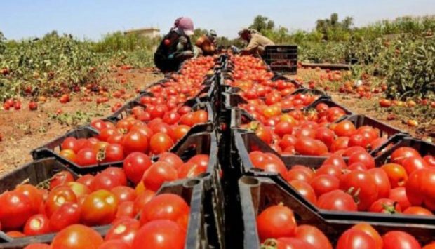 ثمنها نزل لأقل من 3 دراهم.. توقع إنتاج 695 ألف طن من الطماطم في جهة سوس