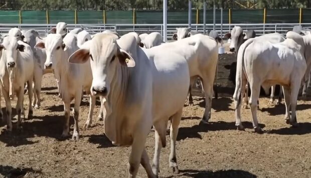 جدل “الأبقار البرازيلية”.. برلمانية تحذر من خطر “تلوث جيني محتمل”