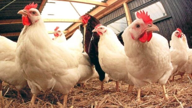 المواطن تقهر بالغلا.. برلمانية تسائل وزير الفلاحة عن الأسباب الحقيقية لارتفاع أسعار الدجاج