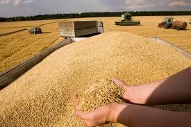 خلال الربع الأخير من العام الجاري.. المغرب يخطط لاستيراد مليوني طن من القمح