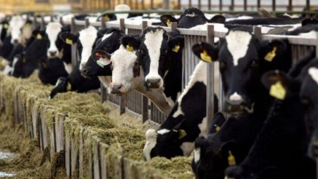 المغرب يلغي استيراد الأبقار من أوروبا بسبب مرض اللسان الأزراق.. واش اللحم غادي يغلى؟