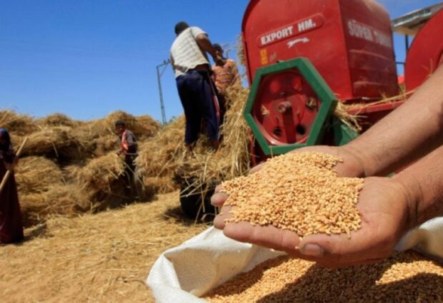 بعد انخفاض الإنتاج المحلي بسبب الجفاف.. الحكومة تقدم دعما لمستوردي القمح