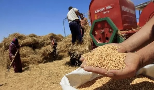 المخزون كافٍ لـ3 أشهر.. المغرب بحاجة إلى استيراد 5 ملايين من القمح اللين